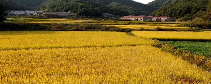 中国第一粮食大省 中国第一粮食大省河南