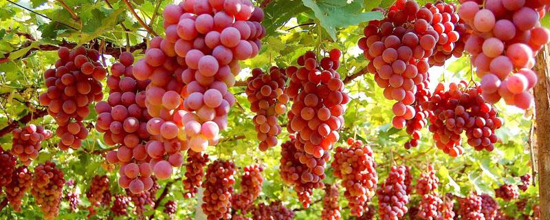 中国中原地区种植葡萄始于哪里 中国中原地区种植葡萄始于哪里东汉还是西汉
