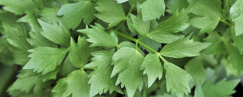 川芎苗后用什么除草 川芎田除草