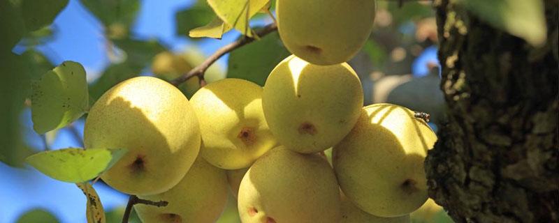 梨树密植栽培技术 梨树高密度栽培方法