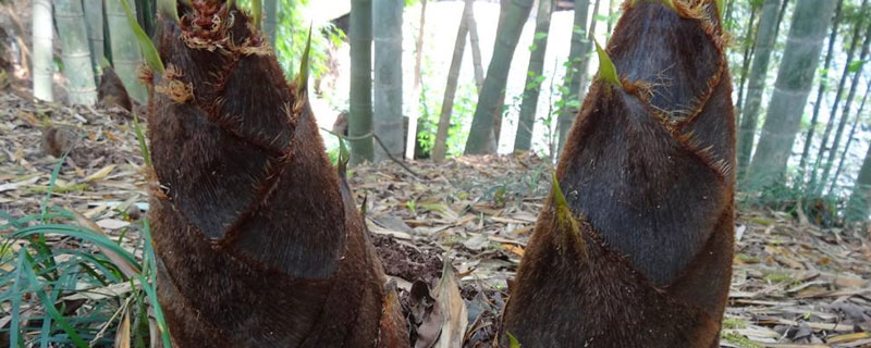 竹笋会长成竹子吗(竹笋会长成竹子吗?)