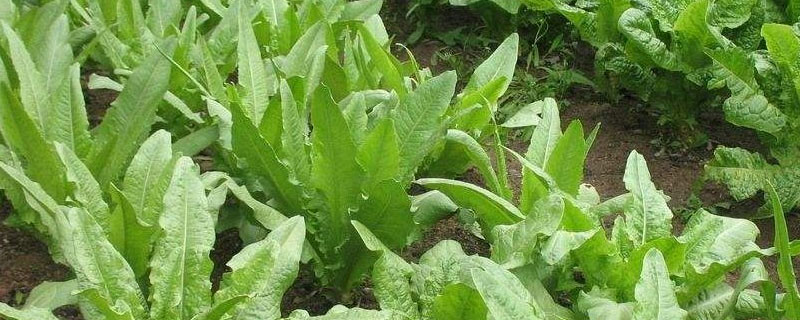 油麦菜几月份种植（油麦菜几月份种植?油麦菜的种植时间和技术）