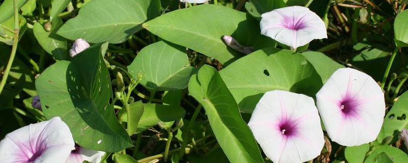 空心菜大棚种植时间（空心菜大棚种植时间和方法）