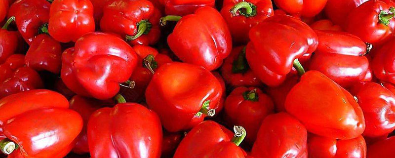 灯笼椒二荆条子弹头区别（二荆条子弹头灯笼椒的区别）