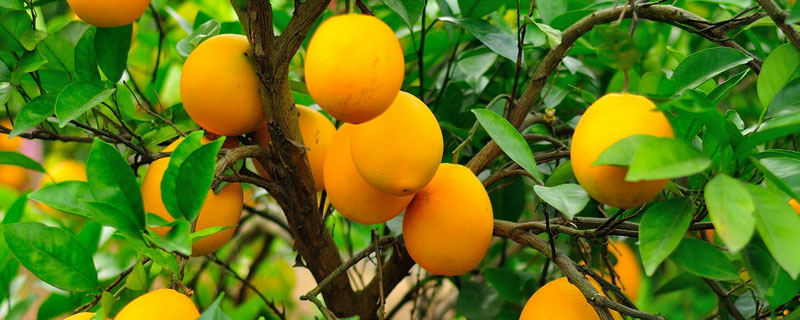 脐橙和果冻橙的区别 果冻橙好吃还是脐橙好吃