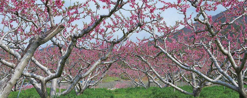 桃树每棵产量 桃树单棵产量