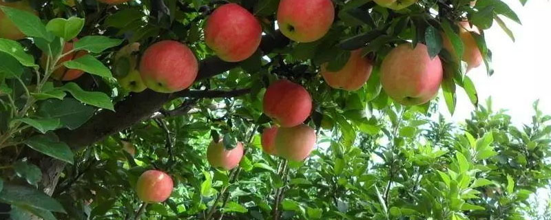 苹果树贴芽在什么时间 苹果树什么时间刻芽怎样刻芽
