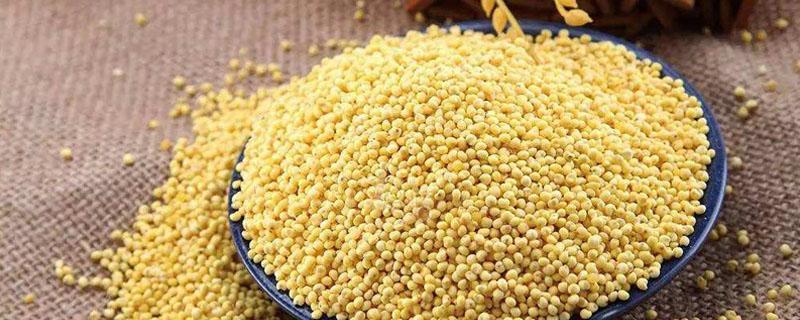 什么是大黄米 什么是大黄米,有什么好处和禁忌?