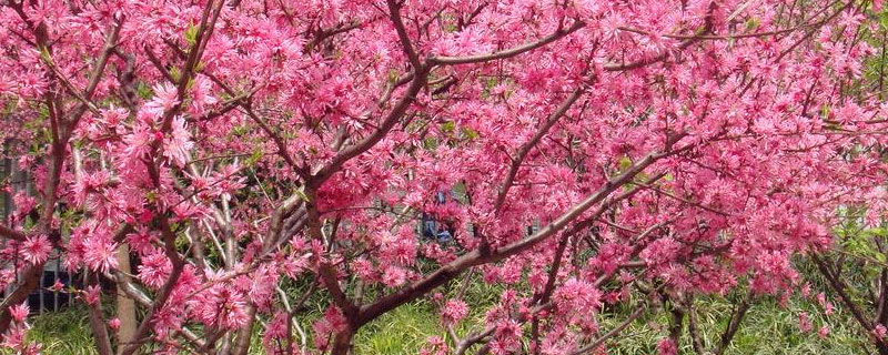 桃树单花芽能结果吗（桃树单花芽图片）