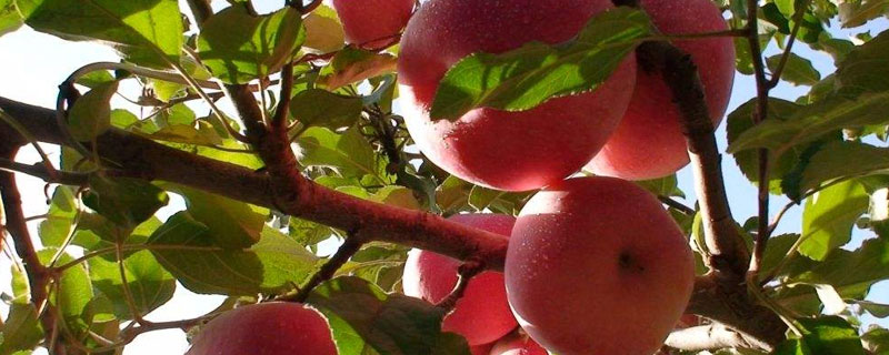 苹果树共打几次药 苹果树每年打几次药
