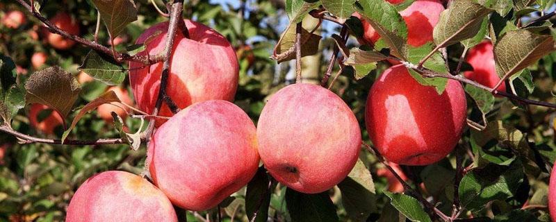 苹果树需要什么肥料 苹果树要施什么肥