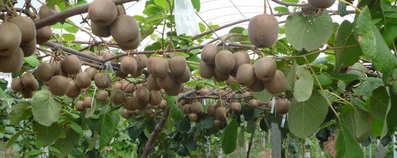 猕猴桃肥水的管理技术 猕猴桃怎么施肥,猕猴桃的管理