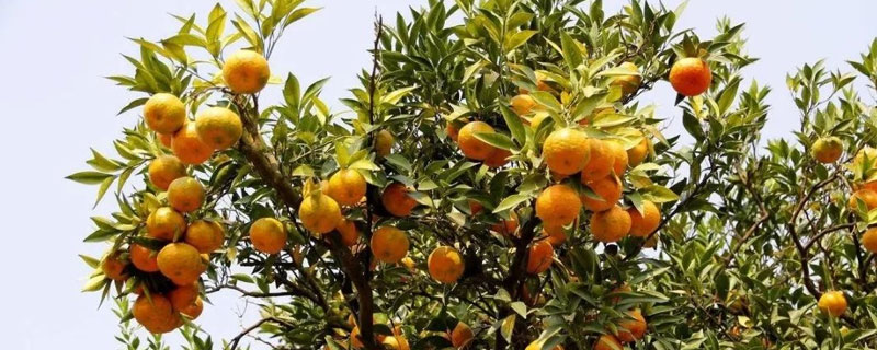 柑桔浮皮果是哪些原因 柑橘浮皮果怎么回事怎么防治