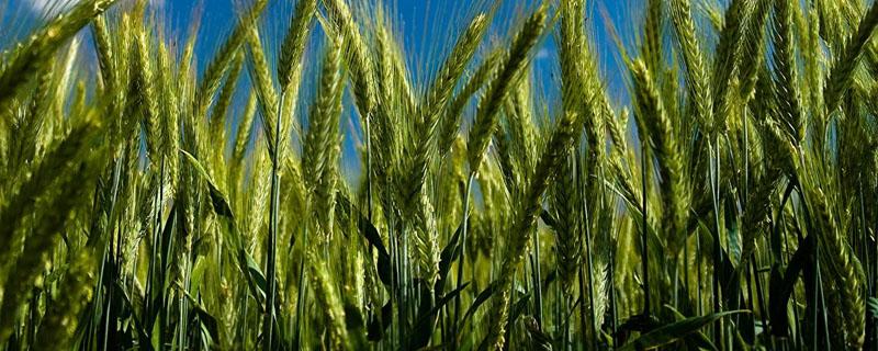 小麦亩产多少斤 河南小麦亩产多少斤