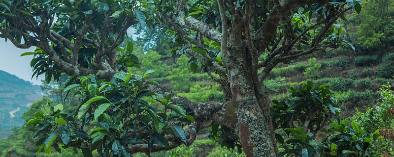 茶树属于什么类的植物 茶树属于哪类植物