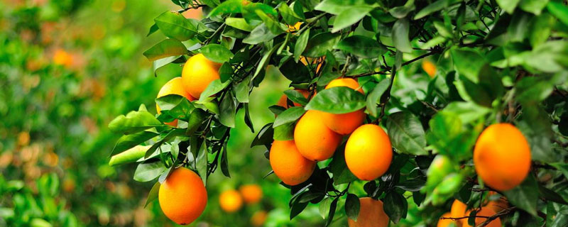 脐橙每亩种多少棵 1000棵脐橙多少亩