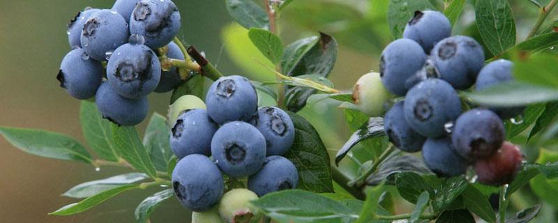 蓝莓开花结果时间 蓝莓一般几月份开花结果