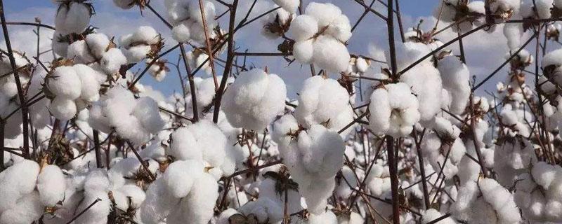 棉花靠什么传播种子 棉花靠什么传播种子的方法