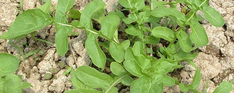 芝麻菜是什么菜（芝麻菜学名叫什么）