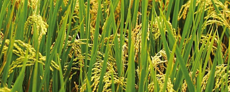 水稻雌雄同花吗 水稻是雌雄同株异花吗