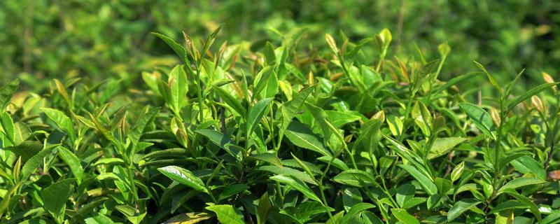 茶树适合酸性还是碱性（茶树为什么喜欢酸性土壤）