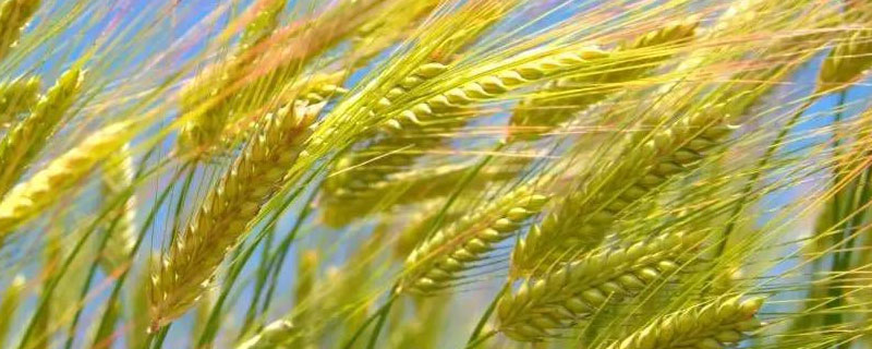 小麦和稻谷的区别 小麦和稻谷的区别图片