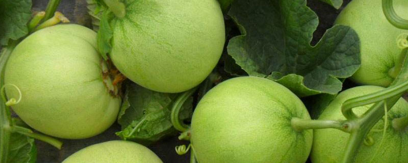 香瓜用什么农家肥好 种植香瓜施什么肥料最适合