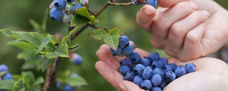 蓝莓在北方可以种外面吗（蓝莓在北方可以种外面吗?）