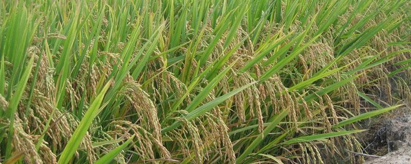水稻是单子叶还是双子叶 小麦和水稻是单子叶还是双子叶