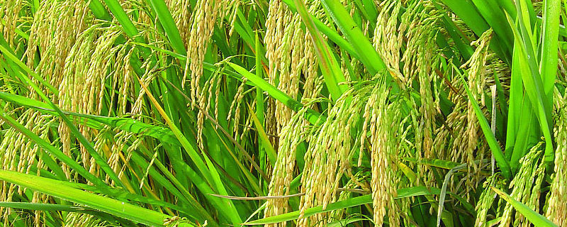 水稻矮杆高产品种 矮秆抗倒优质水稻品种