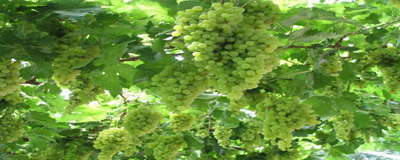 中国中原地区种植葡萄始于什么时候 中国中原地区种植葡萄始于什么时候时期