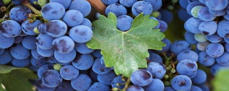 蓝莓莱克西和蓝丰有什么区别 蓝莓莱克西甜吗