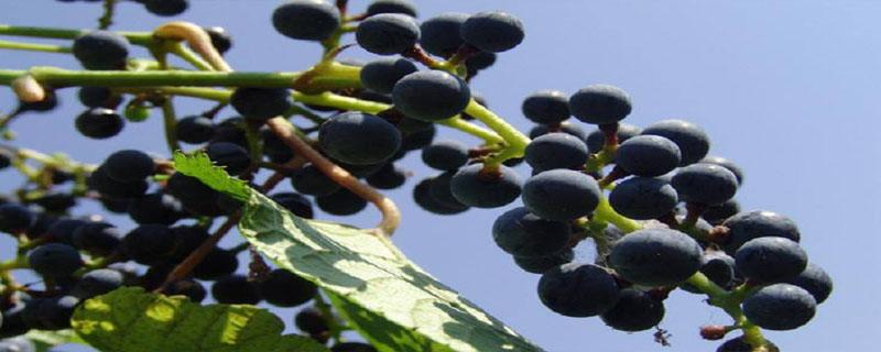 野葡萄籽是靠什么传播种子的 野葡萄籽是靠什么传播种子的正确答案