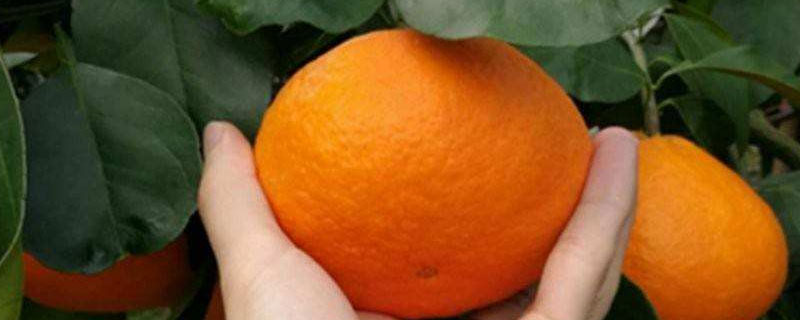 米哈亚柑橘有什么特点 米哈亚柑橘耐寒性