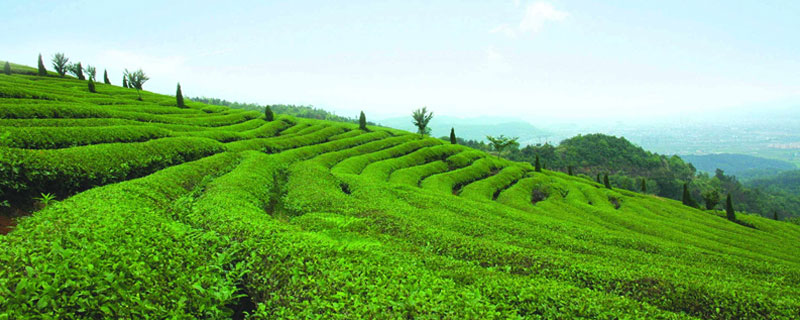 茶果间作种植方式（茶果间作种植方式的茶是什么茶）