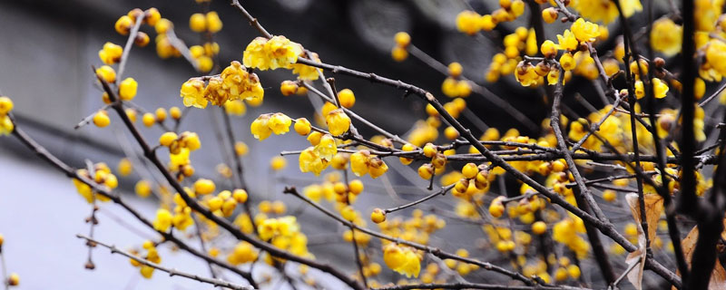 冬天开什么花 日本冬天开什么花