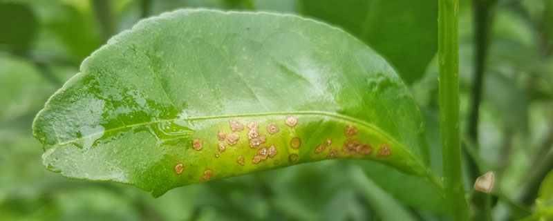 春雷中生霉素治什么病（春雷霉素药害症状）