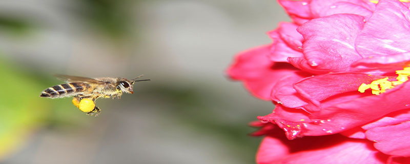 蜜蜂中毒阿托品用量（蜜蜂中毒阿托品一颗对多克水）