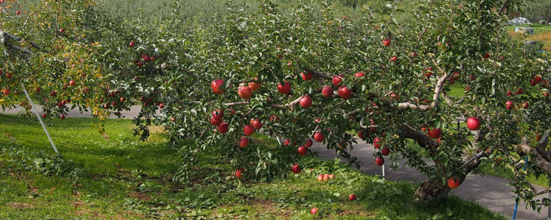 苹果树花叶病用什么药 苹果树花叶病毒病用什么农药