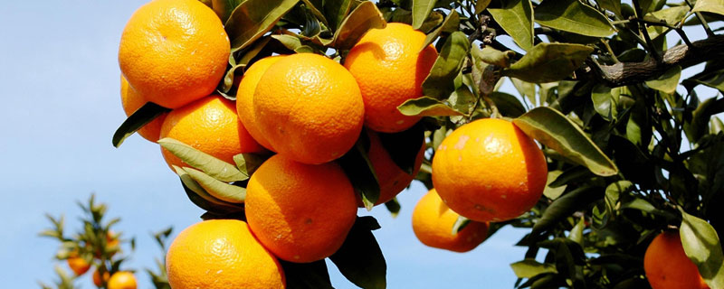 柑橘挂果能打乙蒜素吗 柑橘出花芽可以喷乙蒜素吗