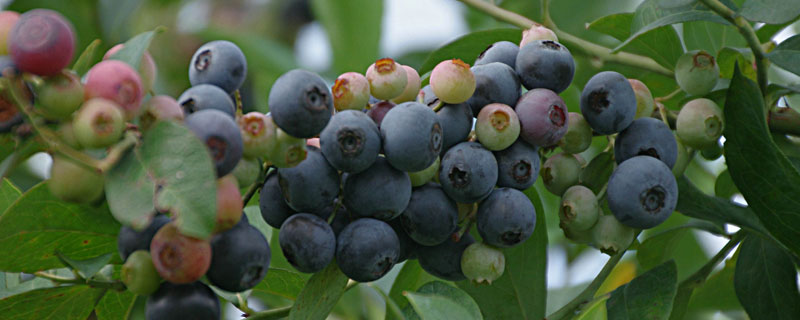 适合北方种植的蓝莓品种 适合北方种植的蓝莓品种有哪些