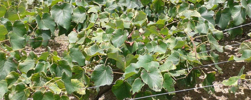 芸苔素危害（芸苔素的毒性强吗）