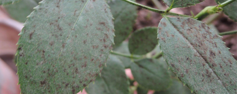 月季花黑斑病用什么药 月季花黑斑病用什么药效果最好