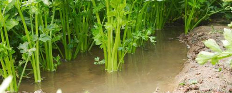 关于水芹病害虫，你知道怎样防治吗（水芹菜的病虫害和防治方法）