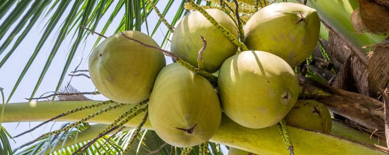 棷子靠什么来传播种子的 椰子怎么传播种子的