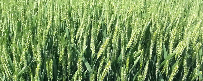 小麦秸秆用途 小麦秸秆是什么材料