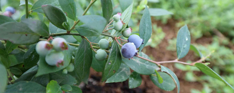蓝莓能放多久 常温下蓝莓能放多久