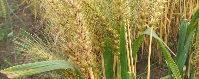 小麦浇水关键时期 小麦春季早浇水