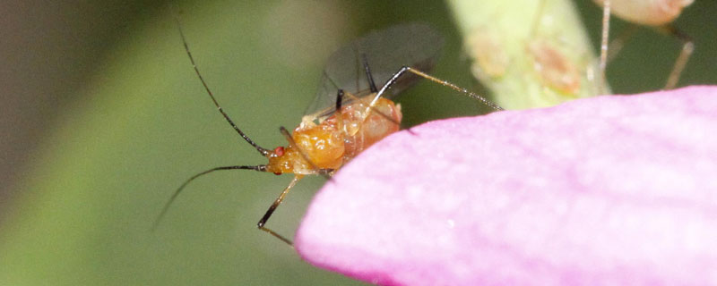 巧除小蜜虫土办法