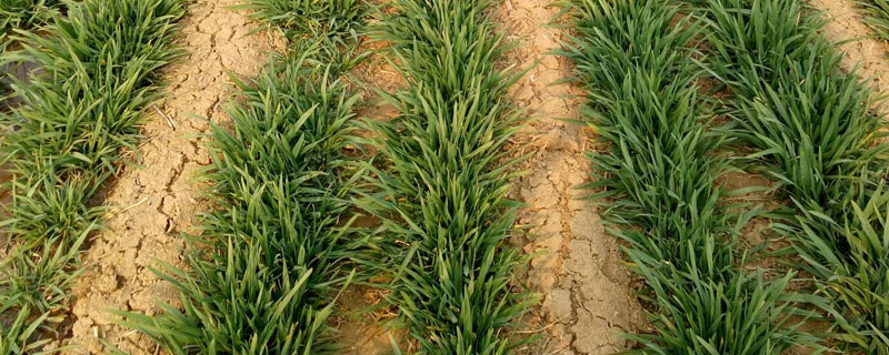 春季小麦追肥用多少 小麦春季追肥用什么肥料好